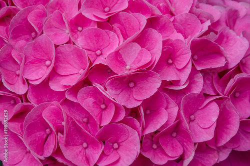 Fototapeta Naklejka Na Ścianę i Meble -  Pink Hydrangea flower