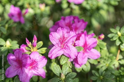 Blossoming pink azalea close up in the garden