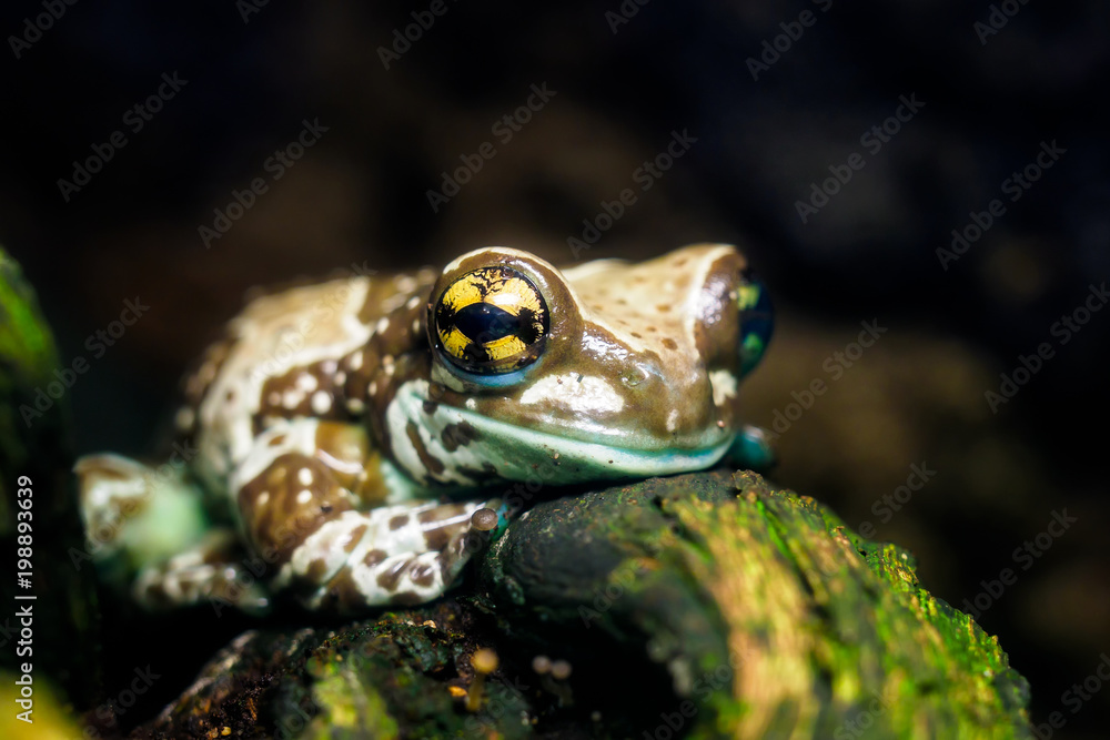 Naklejka premium Colorful frog in terrarium Trachycephalus resinifictrix.