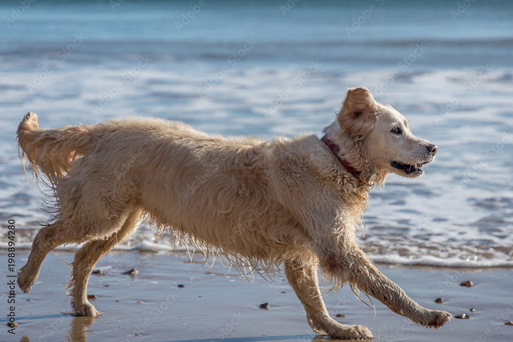 happy pet dog running and playing at beach