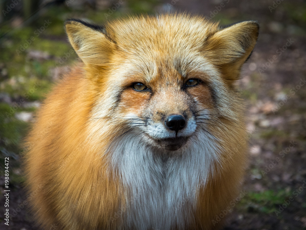 Fototapeta premium Red fox portrait