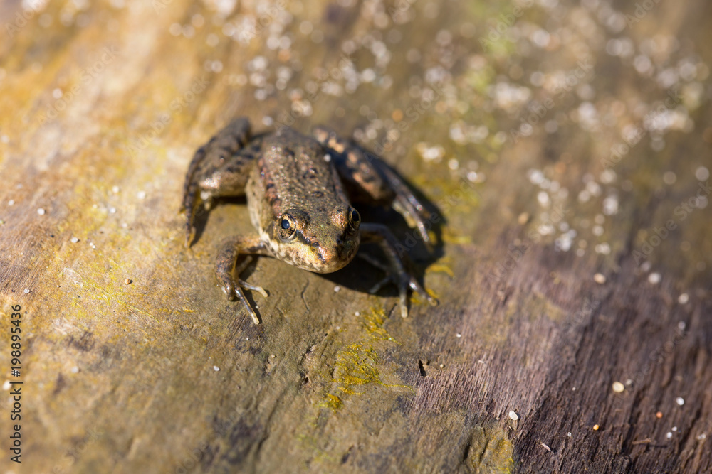 A brown frog sits on a tree