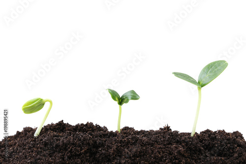 Young plants in ground on white background