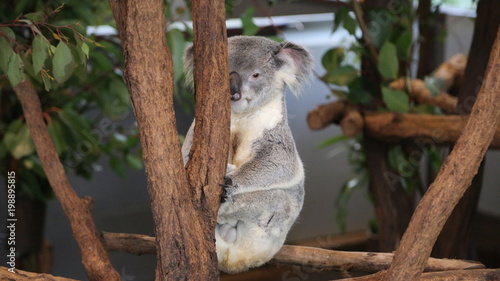 Photography Australie Brisbane Koala