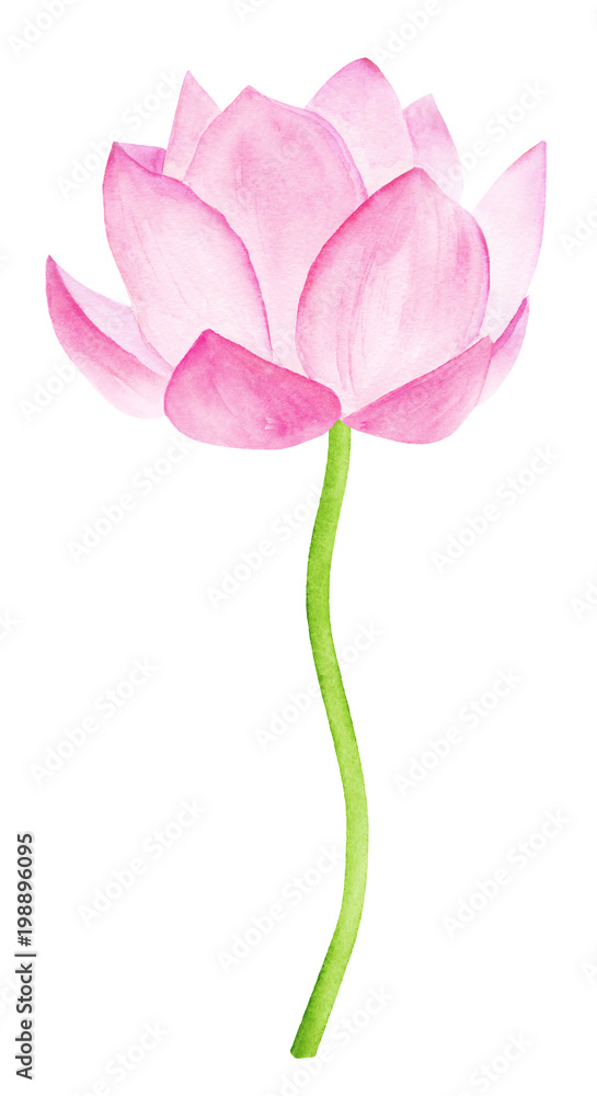 Fototapeta premium Beautiful Pink Lotus Flower. Watercolor illustration. Pure Water Blossom. Yoga, Zen Meditation Symbol. China and Japan Symbol. 
