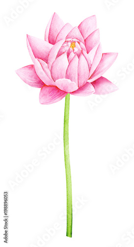 Beautiful Pink Lotus Flower. Watercolor illustration. Pure Water Blossom. Yoga  Zen Meditation Symbol. China and Japan Symbol. 