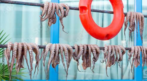 Canvas Print Fresh caught octopuses hang outdoor to get sun-dried cooking seafood