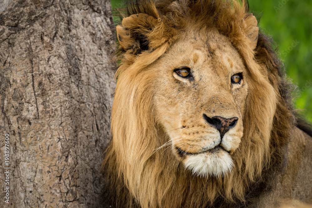 Close-up of male lion near scratched tree