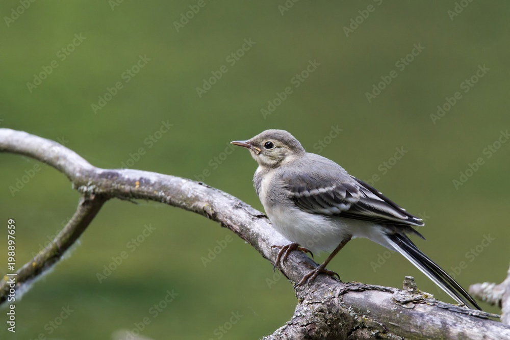 Obraz premium Bachstelze 3