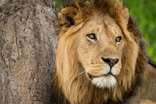 Fototapeta Naklejka Na Ścianę i Meble -  Close-up of male lion near scratched tree