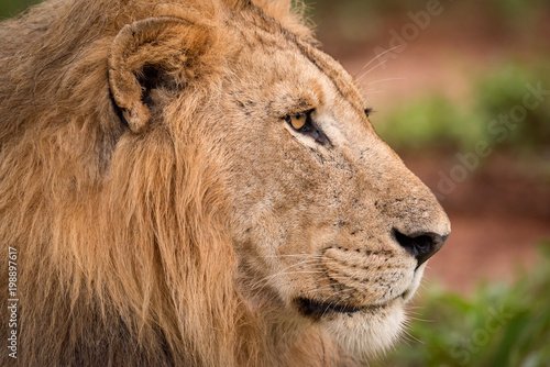 Close-up of male lion staring in profile © Nick Dale