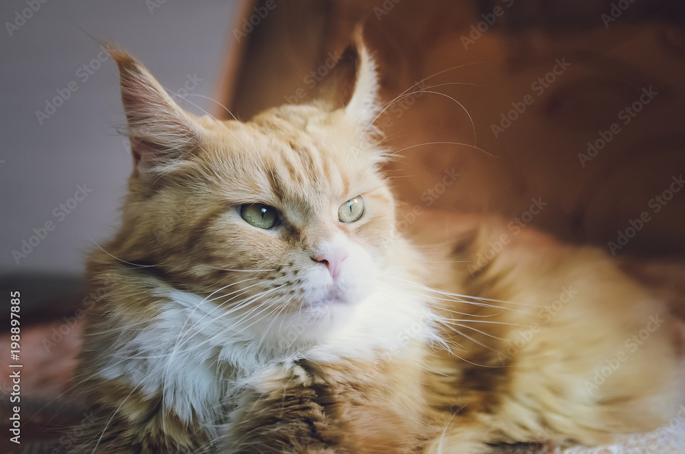 Fototapeta premium Red cat Maine Coon with white breast lies on the couch.