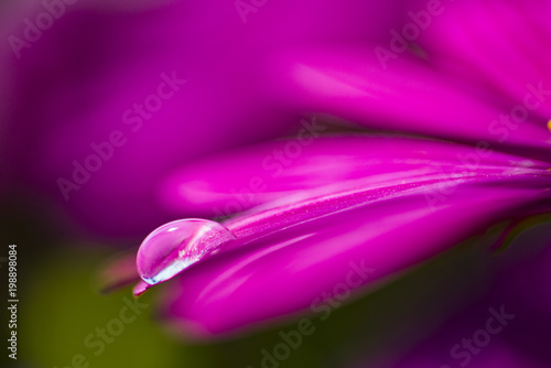 Pink flower in the water drop