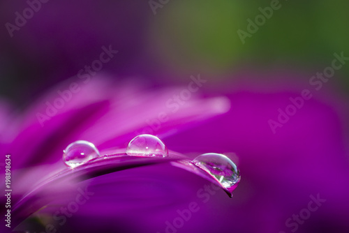 Pink flower in the water drop