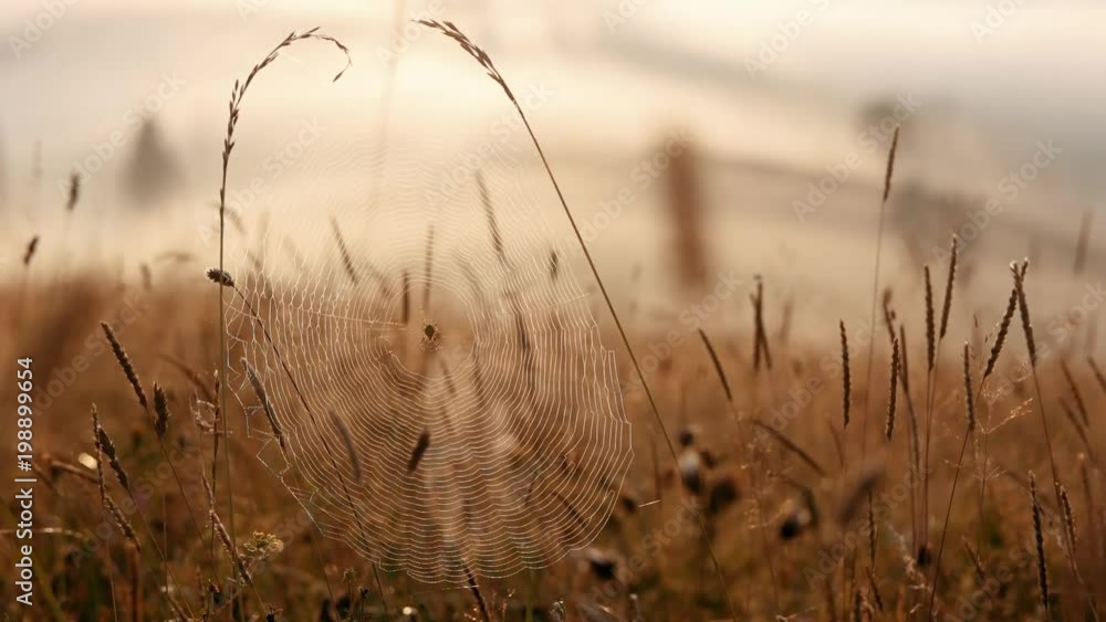 Spider webs in meadow of grass at early morning sunrise light. Early misty morning. Orange sunrise Spider webs in meadow of grass at early morning sunrise light. Early misty morning. Orange sunrise