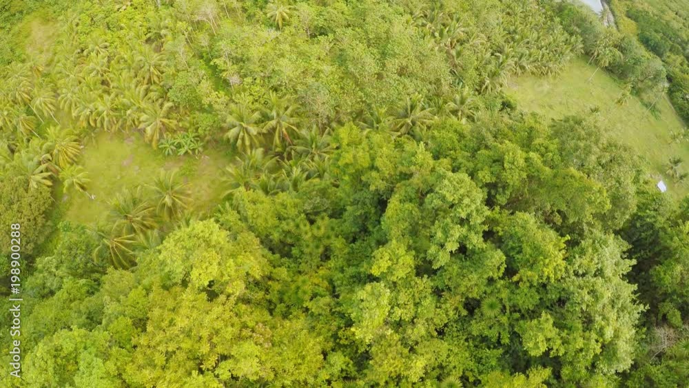 View from the height of the jungle with a group of palms. Philippines. View from the height of the jungle with a group of palms. Philippines.