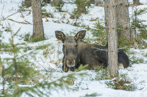 Relaxing Moose
