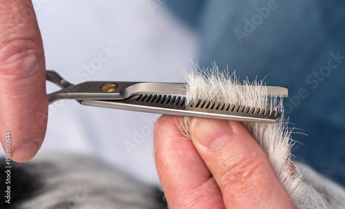 Dog hair cutting with the effilating scissors - grooming 