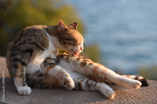 Fototapeta Naklejka Na Ścianę i Meble -  Cat grooming himself outdoors