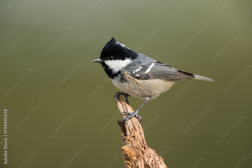 Fototapeta premium Sikora węglowa, Periparus ater