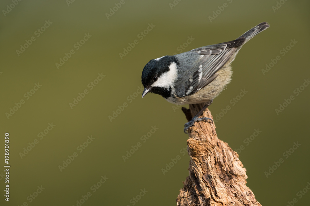 Naklejka premium Coal tit, Periparus ater