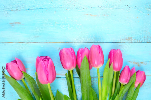 Pink tulips on wooden blue background. Conception holiday, March 8, Mother's Day. Flat lay and copy space