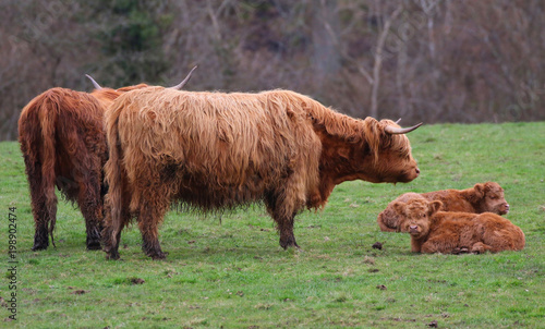 Highland Cow with Calfs