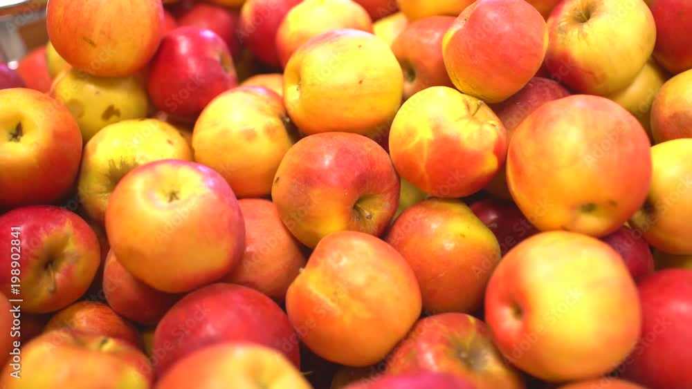 close up of freshly picked red fiji apples , graded and packaged. 4 k close up of freshly picked red fiji apples , graded and packaged. 4 k