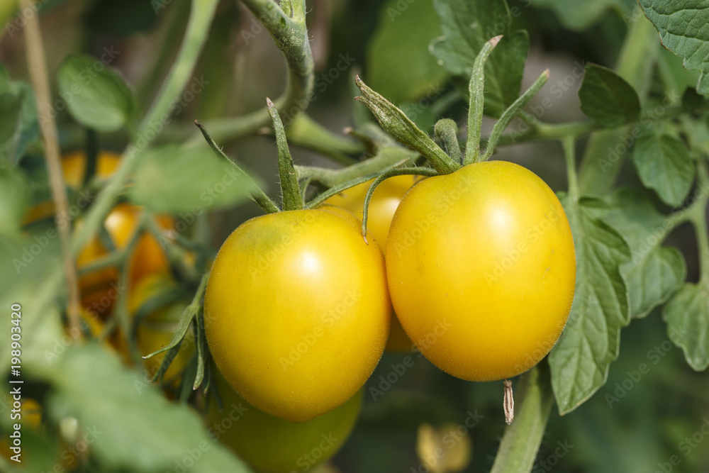 tomatoes grow in the garden tomatoes grow in the garden
