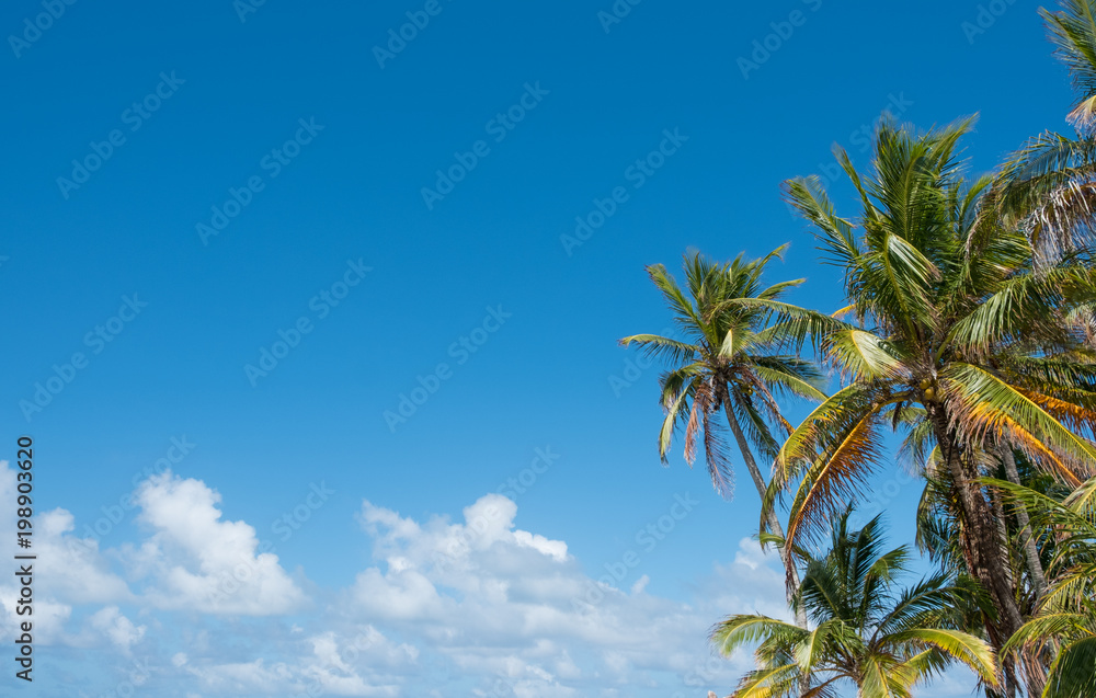 palm trees and blue sky - palm tree  background -