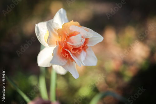 Canvas Print pink narcissus double daffodil flower