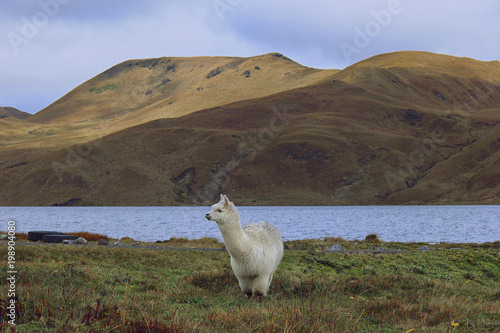 Alpaca en Laguna La Mica - Antisana - Ecuador photo