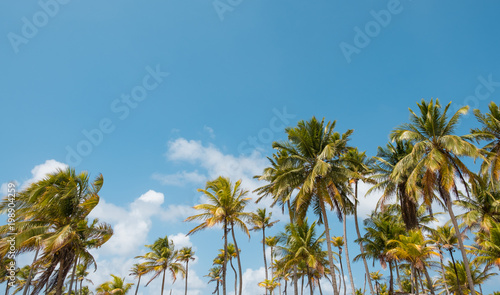 palm trees and blue sky - palm tree background -
