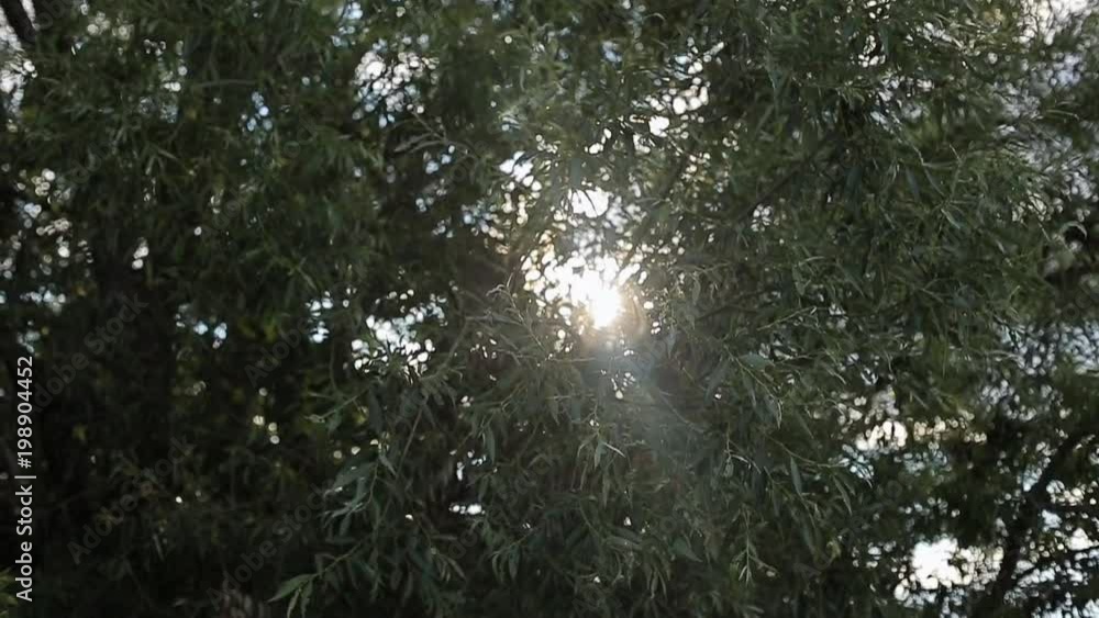 The sun shines through the green leaves of the tree The sun shines through the green leaves of the tree