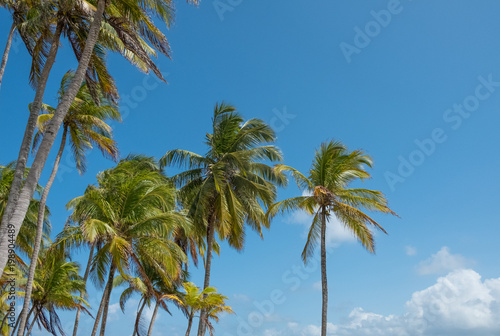 Fototapeta Naklejka Na Ścianę i Meble -  palm trees and blue sky - palm tree  background -