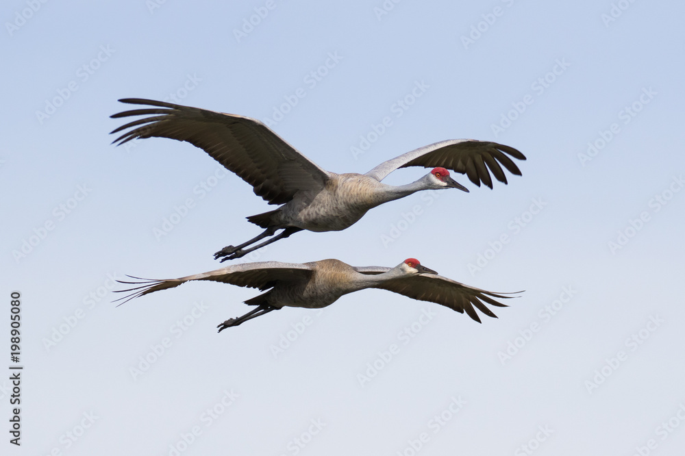 Fototapeta premium Pair of sandhill cranes in flight against a light blue sky