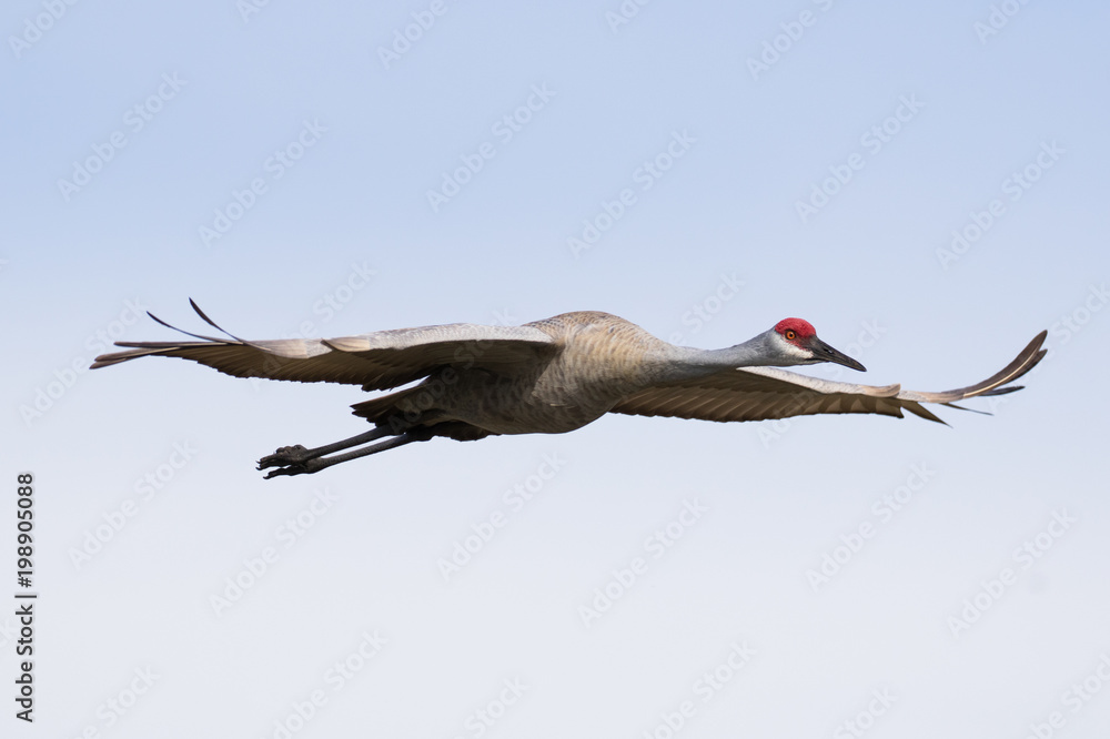 Obraz premium Sandhill crane in flight