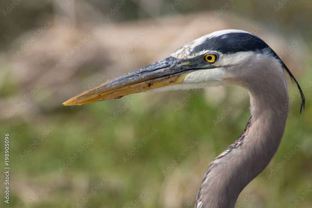 Portrait of a great blue heron Portrait of a great blue heron