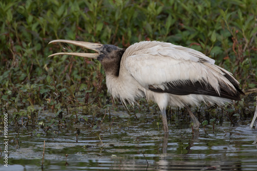 Wood stork fishing for and playing with its catch in the flora filled marsh