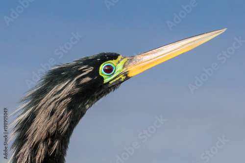 Portrait of a male anhinga in breeding colors