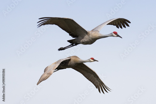 Pair of sandhill cranes in flight against a light blue sky