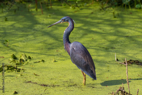 Little blue heron wading in the flora filled marsh