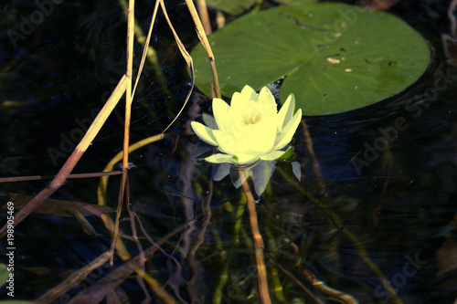 white water lily