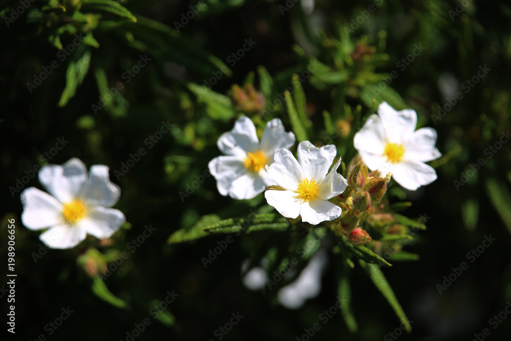 Montpellier-Zistrose Cistus monspeliensis Montpellier-Zistrose Cistus monspeliensis