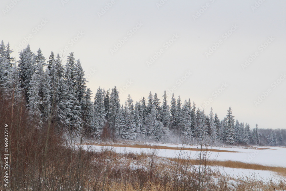 Dusting Of Snow, Elk Island National Park, Alberta