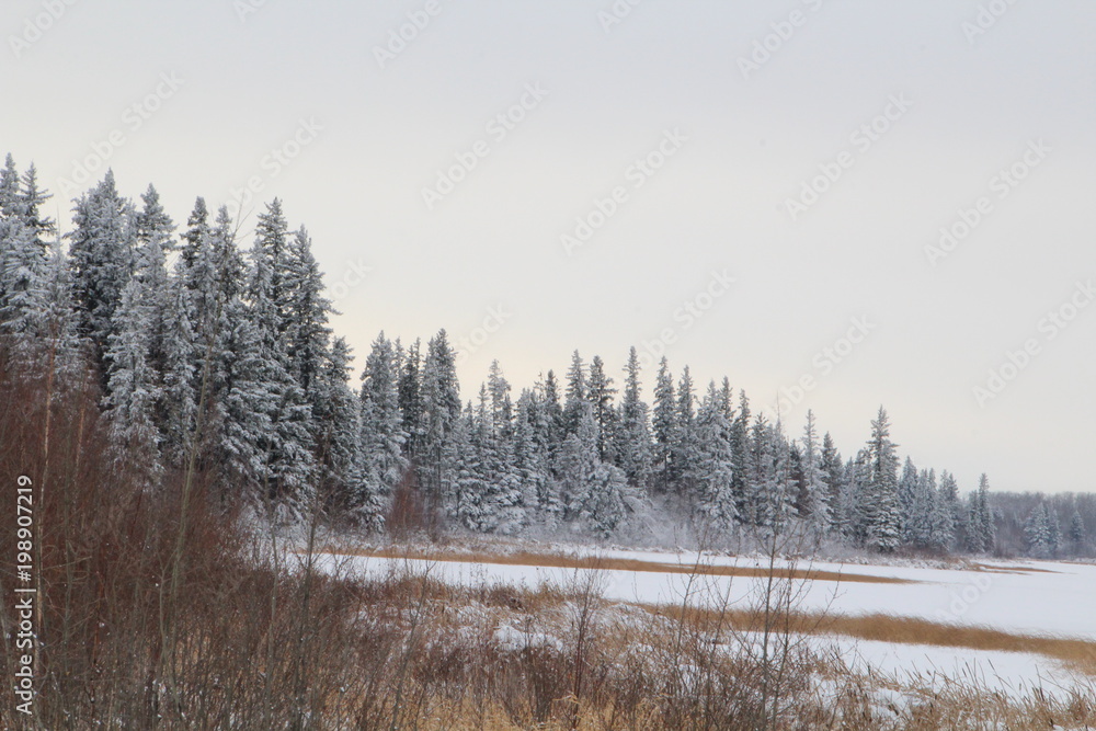 Dusting Of Snow, Elk Island National Park, Alberta Dusting Of Snow, Elk Island National Park, Alberta