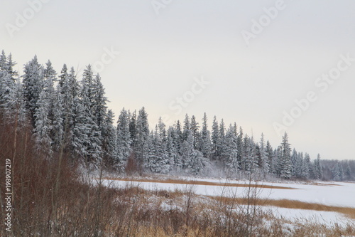 Dusting Of Snow, Elk Island National Park, Alberta