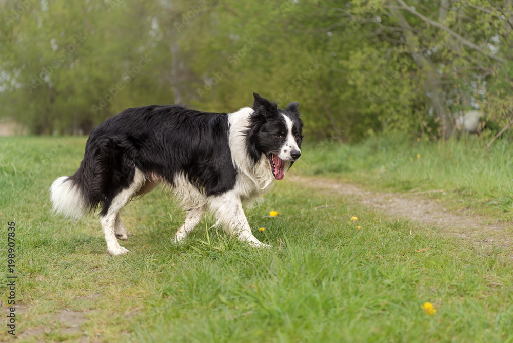 Dog is standing on a path in side view and smiling - Border Collie