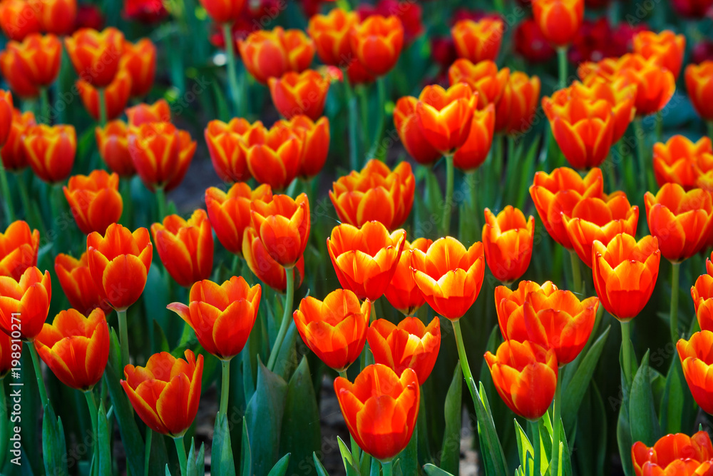 Tulip bloom in the garden with lens blurred effect as foreground and background, some in a row and some of it spread out Tulip bloom in the garden with lens blurred effect as foreground and background, some in a row and some of it spread out
