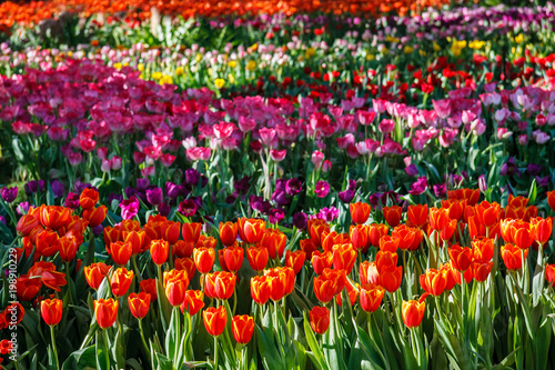 Tulip bloom in the garden with lens blurred effect as foreground and background, some in a row and some of it spread out © piyawatfoto